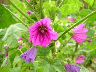 Malva sylvestris, Wilde Malve