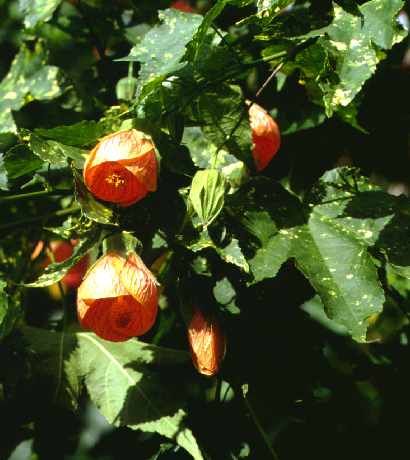 Abutilon pictum, Schönmalve