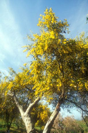 Akazie [Acacia] | Der Bio-Gärtner