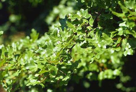 Acer monspessulanum, Burgenahorn