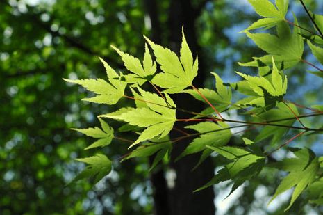 Acer palmatum, Japanischer Fächerahorn