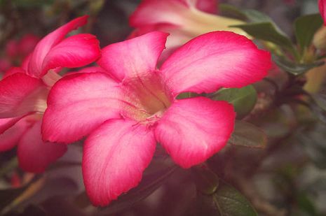 Adenium obesum, Wüstenrose