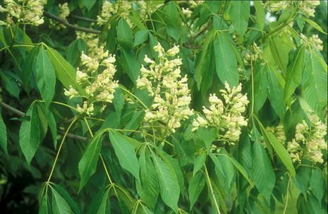 Aesculus flava, Pavie