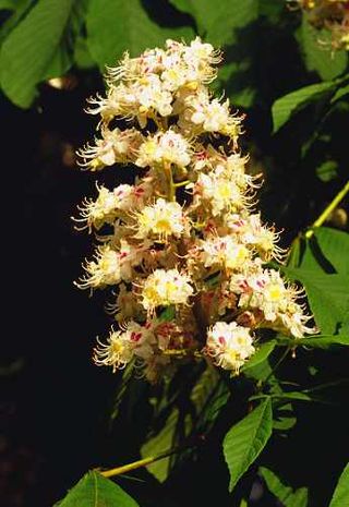 Aesculus hippocastanum, Rosskastanie