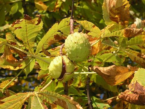 Aesculus hippocastanum, Rosskastanie