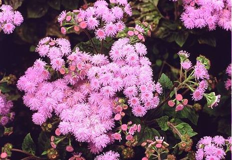 Ageratum houstonianum, Leberbalsam