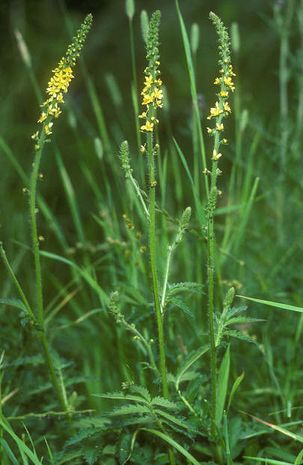 Agrimonia eupatoria, Odermennig