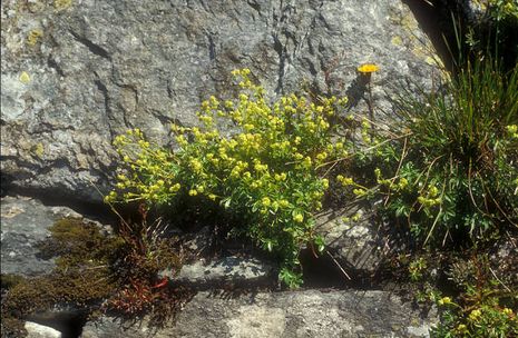 Alchemilla alpina, Silbermantel