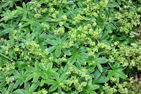 Alchemilla hoppeana, Silbermantel