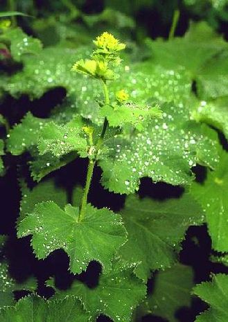 Alchemilla vulgaris, Frauenmantel