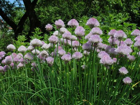 Allium schoenoprasum, Schnittlauch