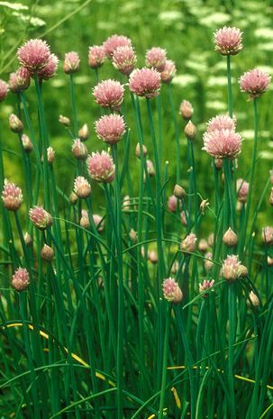 Allium schoenoprasum, Schnittlauch