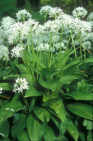 Allium ursinum - Bärlauch