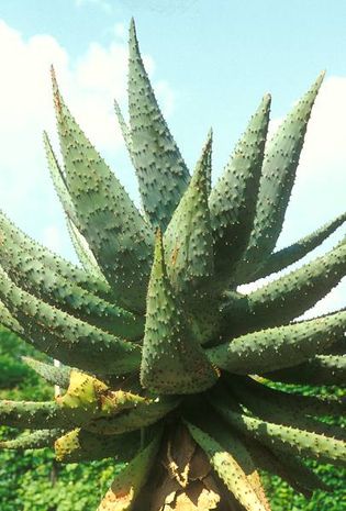 Aloe ferox, Aloe
