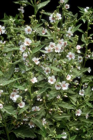 Althaea officinalis, Eibisch