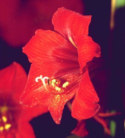 Amaryllis belladonna