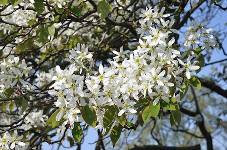 Amelanchier lamarckii, Kupferfelsenbirne