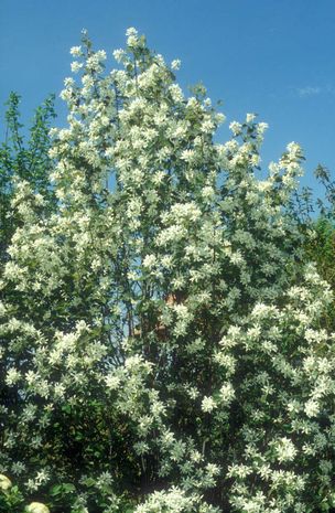 Amelanchier ovalis, Gemeine Felsenbirne