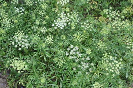 Ammi majus, Weißer Dill