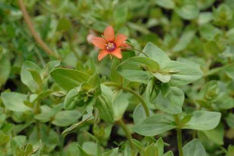 Anagallis arvensis, Gauchheil