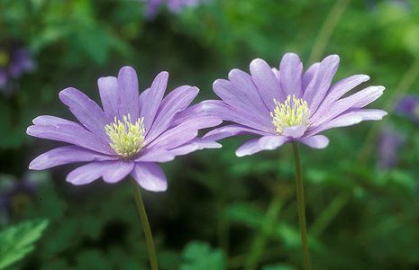 Anemone apennina, Berganemone