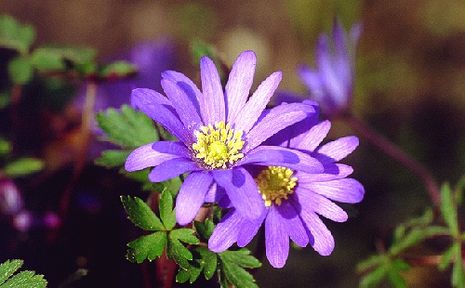 Anemone blanda,Waldanemone