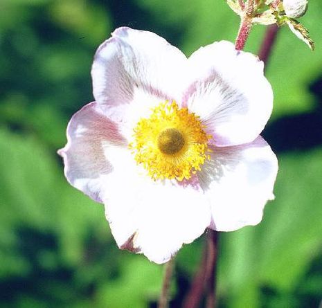 Anemone hupehensis var. japonica Anemone hupehensis var. japonica