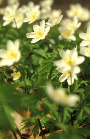 Anemone nemarosa, Buschwindröschen