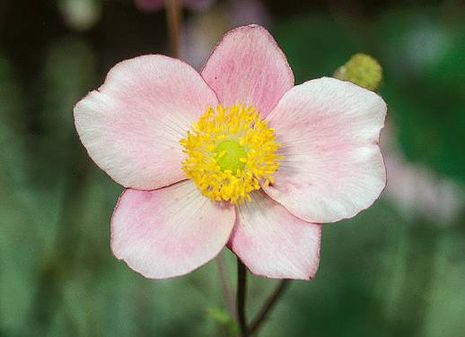 Anemone vitifolia Anemone vitifolia
