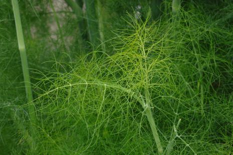 Anethum graveolens, Dill