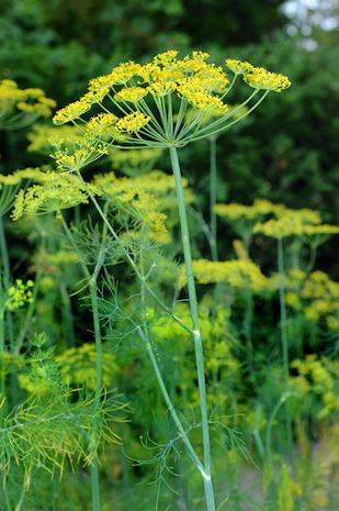 Anethum graveolens