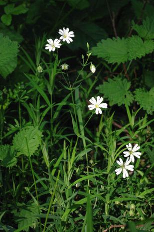 Anthericum ramosum, Graslilie