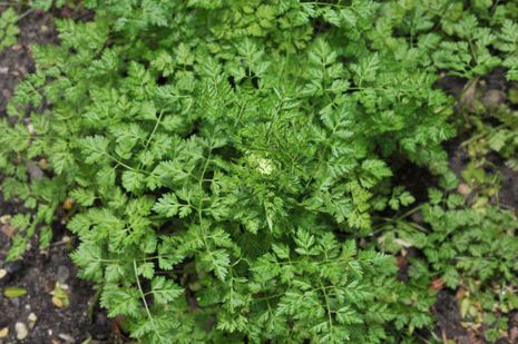 Anthriscus cerefolium, Kerbel