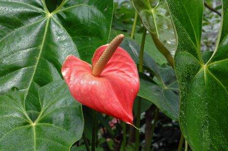 Anthurium andreanum