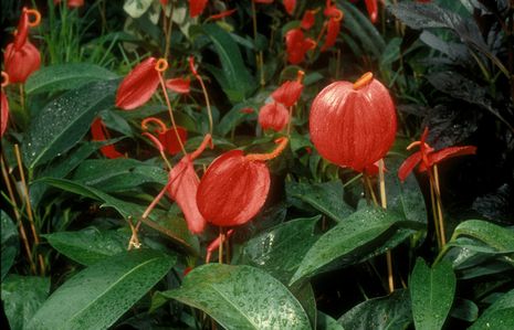 Anthurium scherzerianum, Flamingoblume