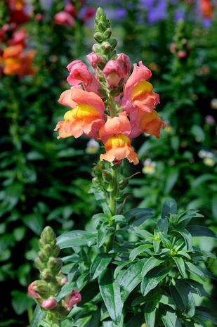 Antirrhinum majus, Braunwurzgewächs