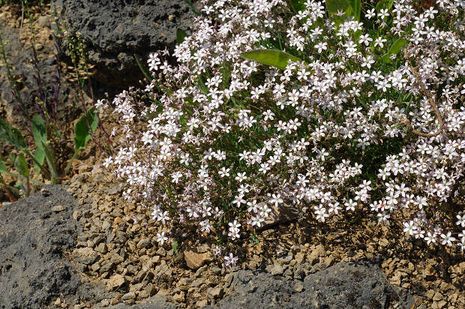 Arabis alpina, Gänsekresse