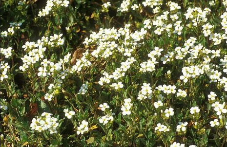 Arabis caucasica, Gänsekresse