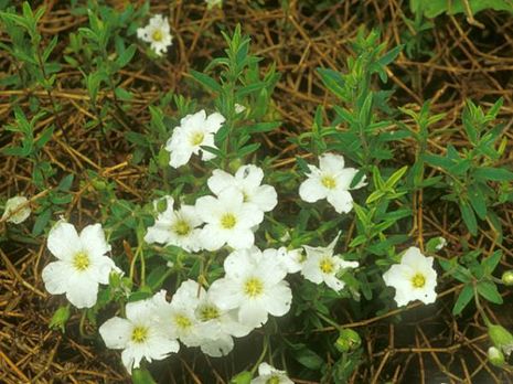 Arenaria montana, Sandkraut