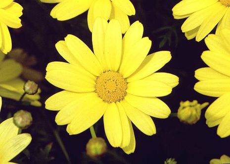 Argyranthemum frutescens, Strauchmargerite