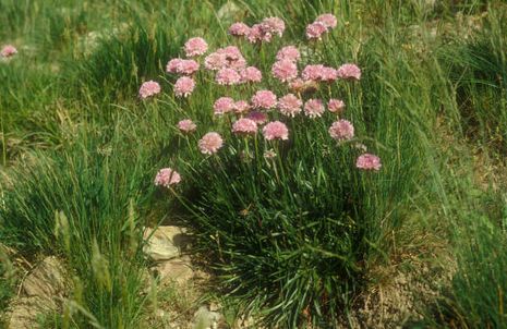 Armeria alpina, Grasnelke 