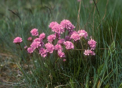 Armeria maritima, Grasnelke