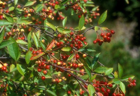 Aronia, Apfelbeere