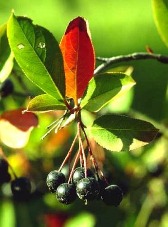 Aronia melanocarpa, Apfelbeere