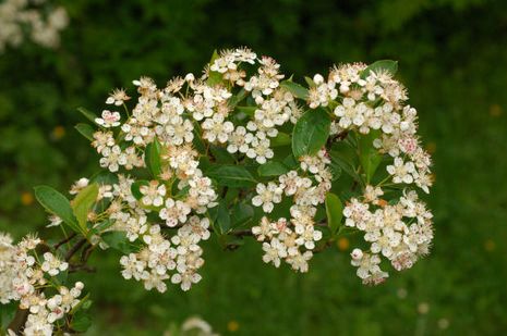 Aronia melanocarpa, Apfelbeeren 