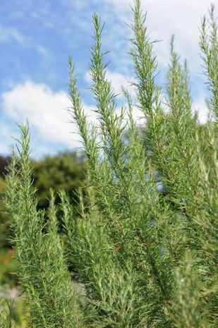 Artemisia abrotanum