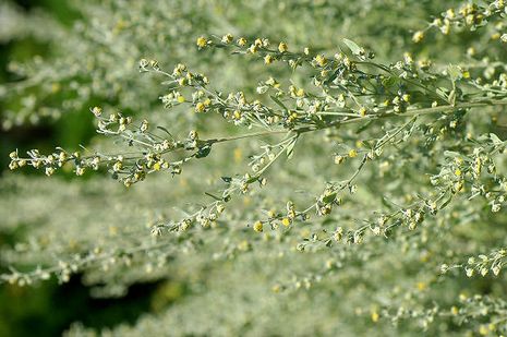 Artemisia absinthium, Wermut