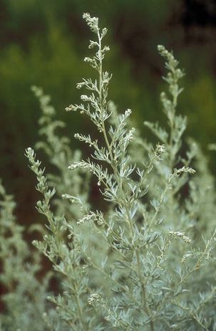 Artemisia absinthium, Wermut