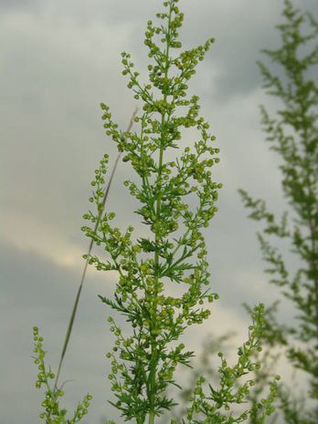 Artemisia annua, Beifuß, einjährig
