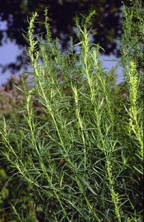 Artemisia dracunculus, Estragon